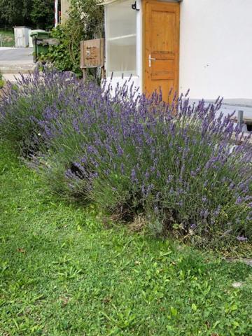 Nid D'Abeilles Apartment Tramelan ภายนอก รูปภาพ